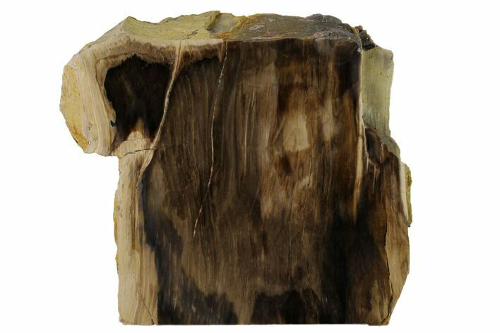 Polished, Petrified Wood (Metasequoia) Stand Up - Oregon #152400